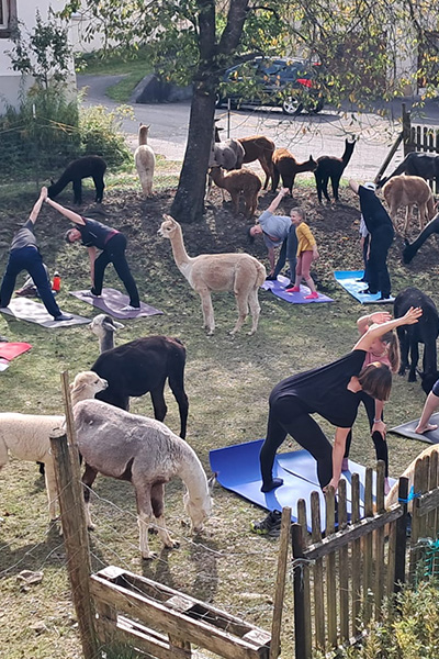 familien yoga alpakas